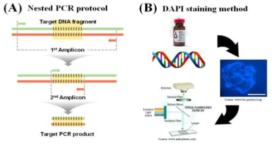 Nested PCR 기법과 DAPI 염색법의 모식도