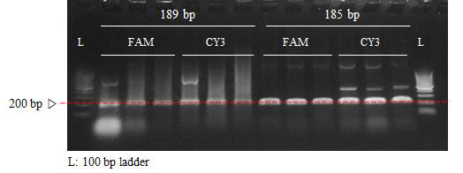 FAM과 CY5 형광이 부착된 200 bp 유전자 확보를 위한 PCR 결과