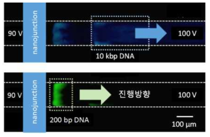 분리/농축기 내에서 10 kbp 지표 DNA 와 200 bp 지표 DNA 가 각각 다른 위치에서 분리 및 농축되는 모습