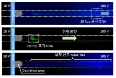 실제 산모 DNA와 지표 DNA를 ICP 장치를 이용하여 분리한 결과
