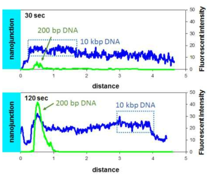위치, 시간에 따른 200 bp 지표 DNA와 10 kbp 지표 DNA의 형광 세기 비교