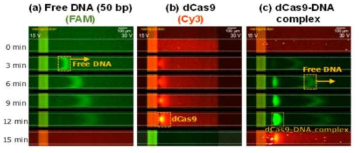 (a) 초록색 형광염료(FAM)가 붙은 DNA의 전기적 이송 기작이 우세한 농축 동역학. (b) 주황색 형광염료(Cy3)가 붙은 dCas9의 이류 기작이 우세한 농축 동역학. (c) 전기적 이송 기작이 유세했던 DNA에 dCas9이 선택적으로 결합되면서 dCas9-DNA 복합체를 생성함. 이류 기작이 우세하여 새롭게 생성된 dCas9-DNA의 농축점 관찰 가능