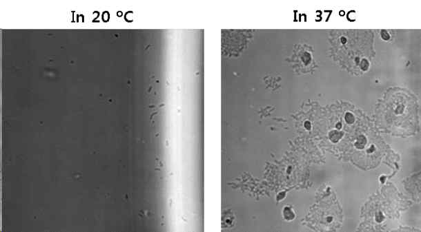 P.aeruginosa 균주 접종후 20℃와 37℃에서 4시간후 이미지