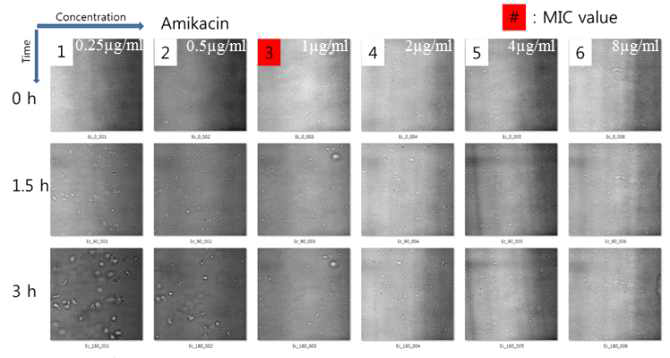 미세유체 칩을 이용한 E.coli ATCC 25922 균주에 Amikacin 항균제 AST 이미지