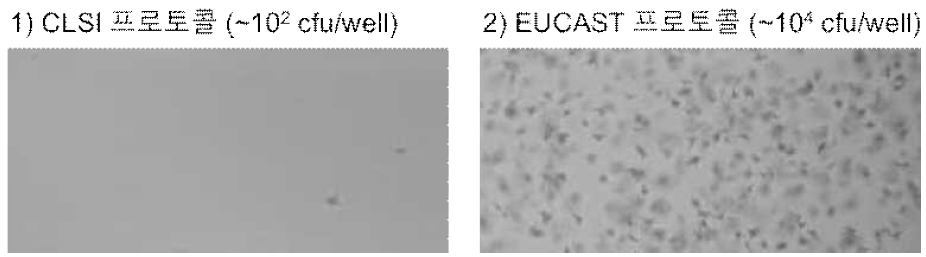CLSI와 EUCAST 접종방식에 따른 이미지 내 균 성장 관찰 비교