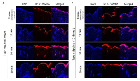 농도 및 시간에 따라 마우스 피부에 도포한 SP-5’-TAMRA의 투과성 확인