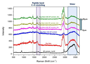 돼지 피부 위에 도포한 SP의 Raman shift 패턴