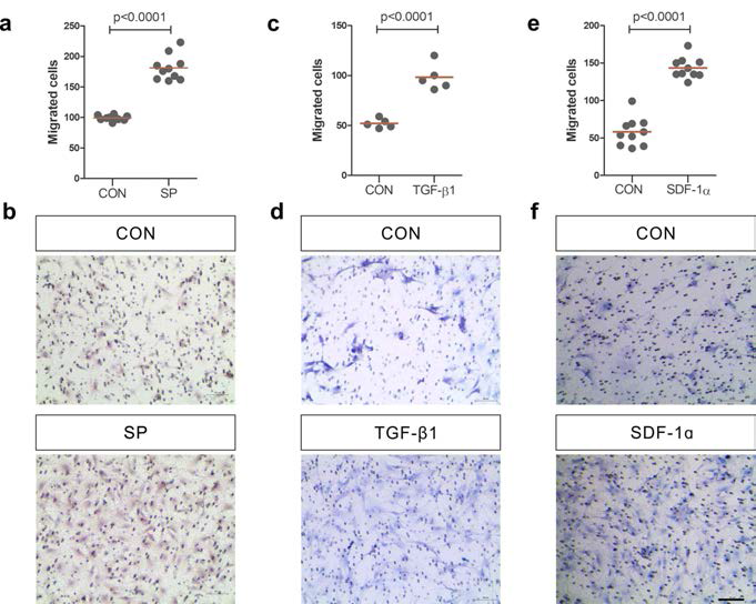 SP, TGF-β, SDF-1 처리에 의한 ST2 세포 (murine bone marrow derived mesenchymal stem cell-like cell line)의 이동 증진