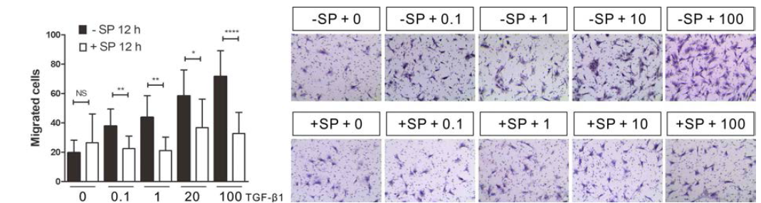 SP 전처리에 의한 TGF-β 의존적 ST2 세포 이동 촉진 억제