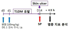 당뇨 유발 후, 궤양 질환 유도와 SP 적용 및 염증 지표 분석