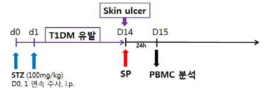당뇨 유발 후, 궤양 질환 유도와 SP 적용 및 줄기세포 가동화 평가