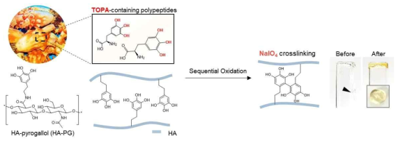 Hyaluronic-pyrogallol (HA-PG) 합성 및 NaIO4를 이용한 가교 메커니즘