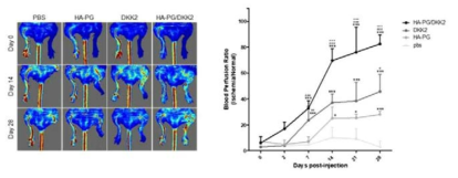 HA-PG/DKK2의 혈류량 증가 효과 분석 (비당뇨성 하지 허혈 소동물 모델)