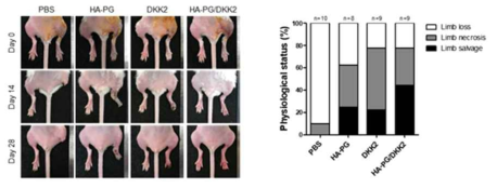 HA-PG/DKK2의 허혈 질환 치료효능 평가 (비당뇨성 하지 허혈 소동물 모델)