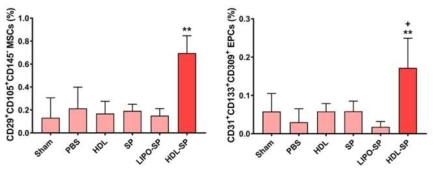 HDL-SP의 줄기세포 동원능 및 증폭효과 평가 (당뇨성 하지 허혈 소동물 모델)