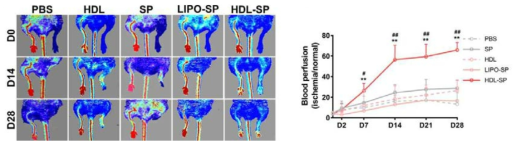 HDL-SP의 혈류량 증가 효과 분석 (당뇨성 하지 허혈 소동물 모델)