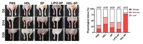 HDL-SP의 허혈 질환 치료효능 평가 (당뇨성 하지 허혈 소동물 모델)