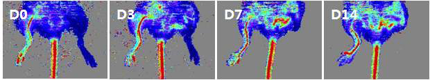 doppler를 이용하여, ischemia 유발 후, 혈류량 변화를 측정함으로써 유발 정도 및 limb loss 확인