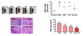 HDL-SP의 감염성 비장종대 감소 효과 분석 (당뇨성 하지 허혈 소동물 모델)
