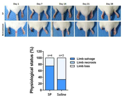 Diabetes limb ischemia 마우스에 SP를 주사함으로써 SP의 유효성을 확인