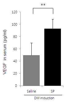 Diabetic ulcer 마우스에 SP 주사 후, 혈중 VEGF 정량