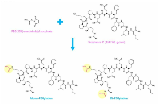 PEG-SP 제형 합성 화학반응식