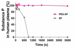 인간 혈청 내에서 SP/PEG-SP의 체외 반감기 비교