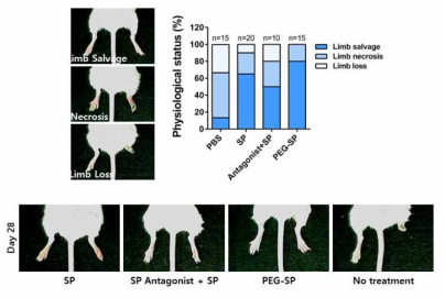 PEG-SP의 허혈 질환 치료 효능 평가 (비당뇨성 하지 허혈 소동물 모델)