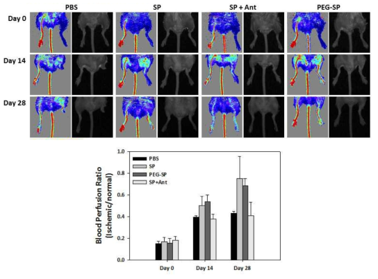 PEG-SP의 혈류량 증가 효과 분석 (비당뇨성 하지 허혈 소동물 모델)