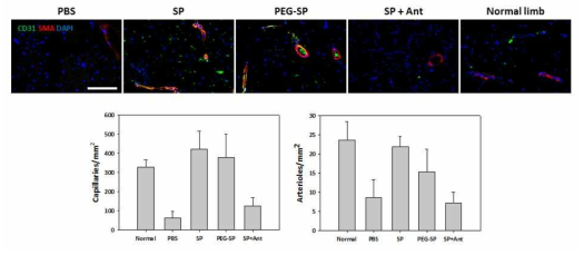 PEG-SP의 혈관 형성 증진 효과 분석 (비당뇨성 하지 허혈 소동물 모델)