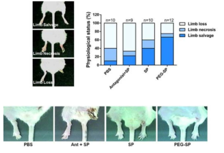 당뇨 유발 후 Femoral artery 제거를 통해 limb ischemia 유도. 유도 직후 SP를 정맥 투여. 4주간 조직 괴사 및 Limb change 관찰. 4세부와 공동연구를 통해 SP의 안정성을 증진시킨 PEG-SP와 SP와의 유효성 비교도 동시에 진행. SP 자체의 치료효과가 Limb salvage 비율로 증명되었고 이는 PEG-SP를 통해 더욱 가속화 됨