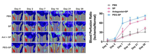 Doppler analysis를 통해 4주간의 혈류량 변화를 관찰하였음. 그 결과, PEG-SP나 SP 치료 그룹에서의 혈류량이 크게 개선되는 것을 확인하였음. PEG-SP 및 SP 치료 그룹에서의 혈류량이 정상 수준의 70~90% 가까이 회복되었으며, 특히 PEG-SP 그룹의 경우 허혈 질환 유발 일주일 이내에 60% 이상의 혈류가 회복되는 것을 확인할 수 있었음. 이는 PEG-SP의 증진된 반감기로 인해 체내 안정성이 향상되어 SP보다 더 빠르게 혈류량을 회복시킨 것으로 추측됨. 대조군 (PBS 그룹 및 antagonist + SP 그룹)의 경우 혈류량 회복 정도가 매우 낮은 수준임을 확인함 (정상 수준의 30% 내외)