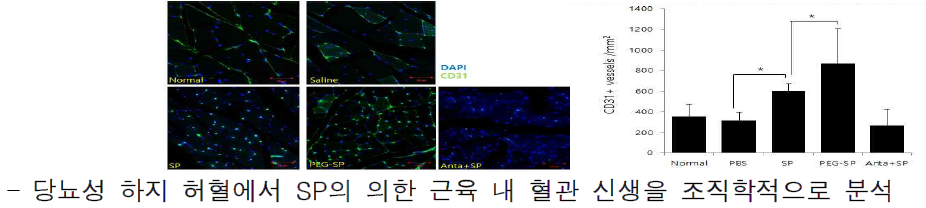 당뇨환경에서 하지허혈 유도 후 sp를 적용하였을 때, 빠른 혈류 회복이 도플러 통해 측정됨. 이는 결국 혈관신생이 촉진되었음을 의미하므로, 이를 확인하기 위해 근육 조직 내 모세 혈관을 CD31항체를 이용, 형광 염색 수행 후, 면적 당 혈관 수를 카운팅함. PBS에 비해, SP는 약 2배의 혈관 신생을 보임으로써, 하지허혈에서 혈관 생성 촉진을 통해 조직 재생에 관여함이 증명됨. 또한 SP의 안정성을 증진 시킨 PEG-SP의 적용은, 도플러에 의한 혈류량 측정과 동일하게, 가장 높은 혈관신생을 유도