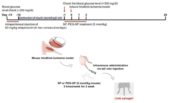 PEG-SP 제형의 당뇨성 하지 허혈 질환 적용 모식도