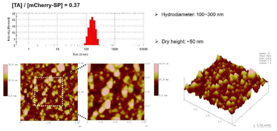 Tannic acid/mCherry-SP 나노 파티클의 물리적 특성 분석