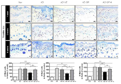 Toluidine blue 염색을 통한 아토피피부염 내 침윤된 비만세포의 감소가 SP 처리에 의해 감소됨을 확인