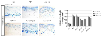 Toluidine blue 염색을 통해 아토피피부염 내 침윤된 비만세포의 감소가 SP 및 Palmitic acid conjugated SP 처리에 의해 감소됨을 확인