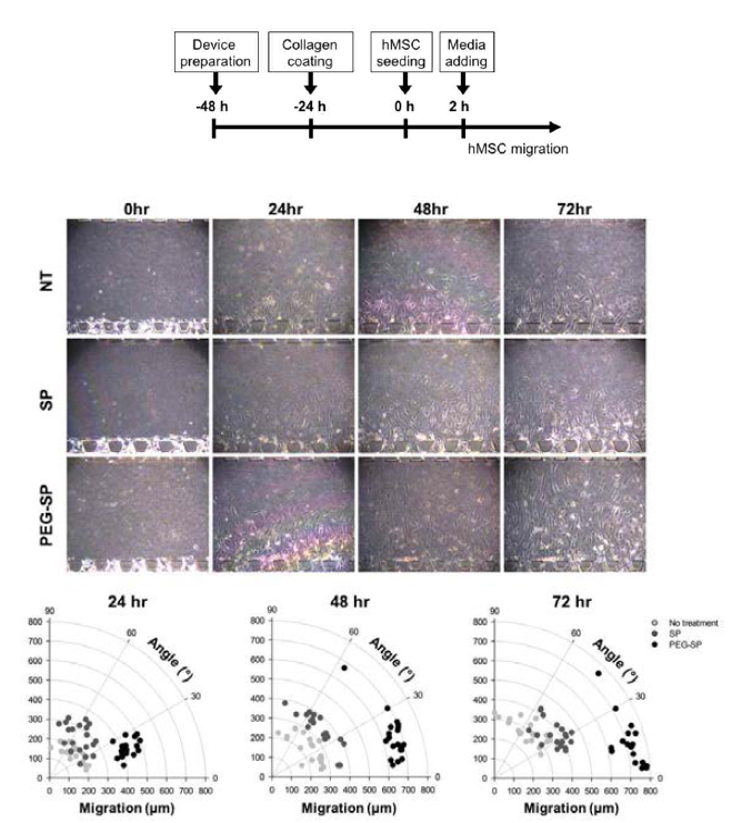 SP 및 PEG-SP 농도 구배에 의한 중간엽줄기세포의 이동 거리 및 이동 방향 분석