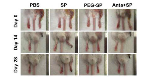 PEG-SP 투여에 의한 허혈 질환 치료효능 평가 (당뇨성 하지 허혈 소동물 모델)