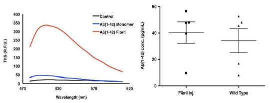 (좌) 베타아밀로이드 직접체의 직접정도를 나타내는 ThS 형광분석결과와 (우) 베타아밀로이드 직접체의 대뇌주사후 혈액내 베타아밀로이드 농도