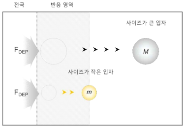 입자의 크기에 따른 유전전기영동력에 의한 움직인 거리 차이