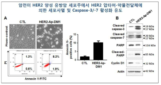 암전이 HER2 양성 유방암 세포주에서 HER2 압타머-약물전달체 (HER2-Ap-DM1)에 의한 세포사멸 유도 조사. HER2 과발현 MDA-MB-231 세포(clone 1)에서 HER2-Ap-DM1를 10 nM 농도로 72 시간 처리하였음. 대조군(CTL, control vehicle)에는 동일한 양의 DMSO를 첨가하였음. A, HER2-Ap-DM1 처리후 세포의 부유상태를 phase contrast microscopy로 촬영. Annexin V/PI staining 후 Flow cytometry를 이용하여 세포사멸율을 측정. B, Cleaved caspase-3, cleaved caspase-7, PARP, cleaved PARP 및 Cyclin D1 단백질의 발현양 분석