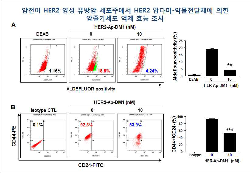 암전이 HER2 양성 유방암 세포주에서 HER2-Aptamer-DM1의 암줄기세포 억제 효능 확인. HER2 과발현 MDA-MB-231 세포에서 HER2-Ap-DM1를 10 nM 농도로 48 시간 처리하였음. 대조군(CTL, control vehicle)에는 동일한 양의 DMSO를 첨가하였음. A, ALDEFLUOR-positive assay로 암줄기세포 표지 인자인 ALDH1의 activity 측정. B, HER2-Ap-DM1에 의한 암줄기세포인자 CD44high+/CD24low- 세포분획 감소 조사