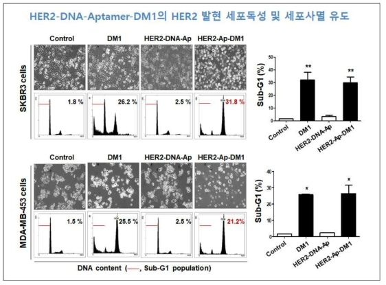 HER2 양성 유방암 세포주들 (SKBR3, MDA-MB-453)에, DMSO (대조군), free-DM1, HER2-DNA-Aptamer, HER2-Aptamer-DM1을 각각 10 nM의 농도로 72시간 처리한 후, 세포의 부유상태를 phase contrast microscopy로 촬영한 후, Flow cytometry로 Sub-G1 (% of total cells)을 분석함