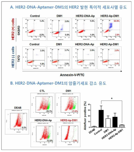 HER2 양성 유방암 세포주 SKBR3와 HER2 음성 유방암 세포주 T47D에 DMSO (대조군), free-DM1, HER2-DNA-Aptamer, HER2-Aptamer-DM1을 각각 10 nM의 농도로 72시간 처리한 후, (A) Annexin V/PI 염색법을 통하여, 초기 (early) 및 후기 (late) 세포사멸율 (apoptosis)을 측정. (B) SKBR3에서 Aldefluor positivity assay를 수행하여 암줄기세포함량 측정