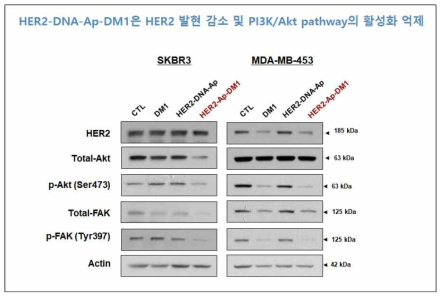 HER2 양성 유방암 세포주들 (SKBR3, MDA-MB-453)에, DMSO (대조군), free-DM1, HER2-DNA-Aptamer, HER2-Aptamer-DM1을 각각 10 nM의 농도로 72시간 처리한 후, HER2, Total-Akt, phospho-Akt (Ser473), Total-FAK 및 phospho-FAK (Tyr397)의 발현을 WB 기법으로 조사