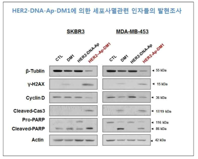 HER2 양성 유방암 세포주들 (SKBR3, MDA-MB-453)에, DMSO (대조군), free-DM1, HER2-DNA-Aptamer, HER2-Aptamer-DM1을 각각 10 nM의 농도로 72시간 처리한 후, β-Tubulin, ν-H2AX, cyclin D, cleaved-caspase3 및 PARP의 발현을 WB 기법으로 측정