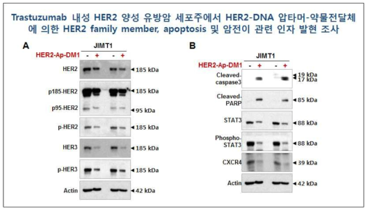 Trastuzumab 내성 HER2 양성 유방암 세포주에서 HER2-DNA 압타머-약물전달체 (HER2-DNA-Ap-DM1)에 의한 HER2 family member, Apoptosis 및 전이 관련 인자 발현 조사. JIMT-1 세포에서 HER2-Ap-DM1를 10 nM 농도로 72 시간 처리하였음. 대조군(CTL, control vehicle)에는 동일한 양의 DMSO를 첨가하였음. A, HER2-DNA-Ap-DM1 처리 후, Immunoblotting 기법을 이용하여 HER2, phospho-HER2,HER3, phospho-HER3의 발현 조사. B, 세포사멸과 관련된 Cleaved caspase-3, cleaved PARP 및 전이 조절인자 STAT3, phospho-STAT3, CXCR4 단백질 발현양 분석