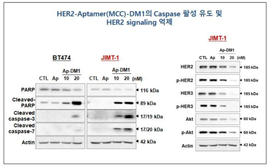 HER2 양성 유방암 세포주들 (SKBR3,JIMT-1)에, DMSO (대조군), free-DM1, HER2-Aptamer (MCC), HER2-Aptamer-DM1을 각각 10 nM의 농도로 72시간 처리한 후, cleaved-caspase3/7, PARP, HER2, Total-Akt, phospho-Akt,의 발현을 WB 기법으로 측정