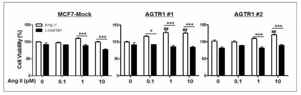다양한 농도의 Angiotensin II과 losartan (10 μM)을 48시간 동안 처리한 후, 세포증식률 측정. Ang II 단독 처리군에서는 AGTR1이 과발현된 AGTR1 #1 과 #2 세포에서 유의하게 세포의 증식을 유도함 (##, p<0.01, Ang II를 대조군과 비교). Losartan은 Ang II가 유도한 세포증식을 유의하게 억제함 (***, p<0.001, Losartan 단독처리군과 Ang II+Losartan 병용처리군과 비교 하여 유의성을 검증함)